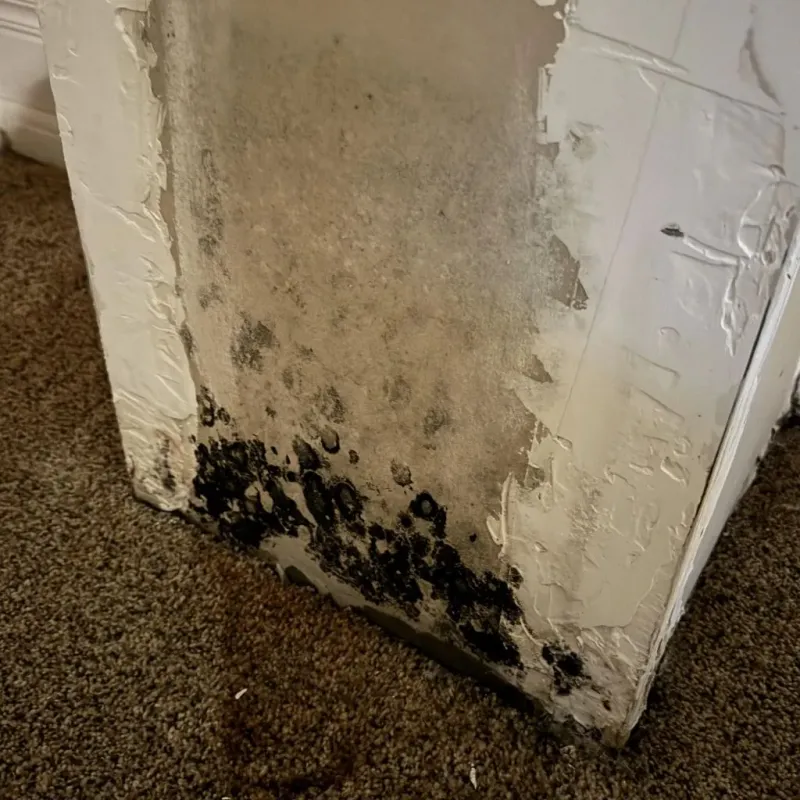 Professional Mold Removal in Fort Gibson, OK